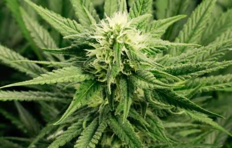 Buzoianul arestat pentru distrubutie de droguri