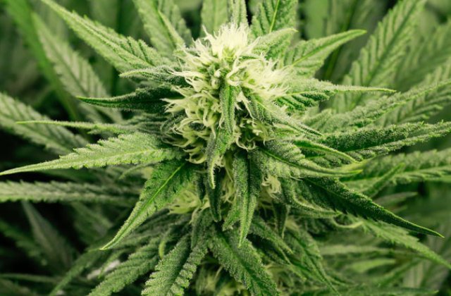 Buzoianul acuzat ca a plantat canabis in ghivece si a distribuit droguri prietenilor cu bani sau gratuit a fost arestat preventiv