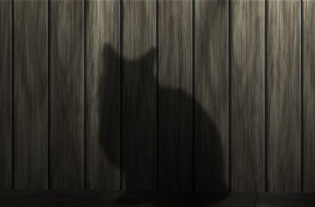 O pisica a fost salvata in Amatrice, dupa 15 zile de sub daramaturi