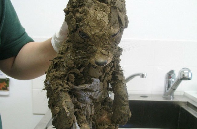 [FOTO] Nu puteau identifica acest animal misterios. Abia cand l-au curatat si-au dat seama ce e