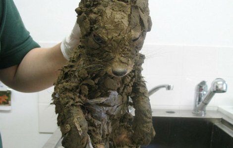 Medicii au fost surprinsi cand au gasit acest animal neidentificat