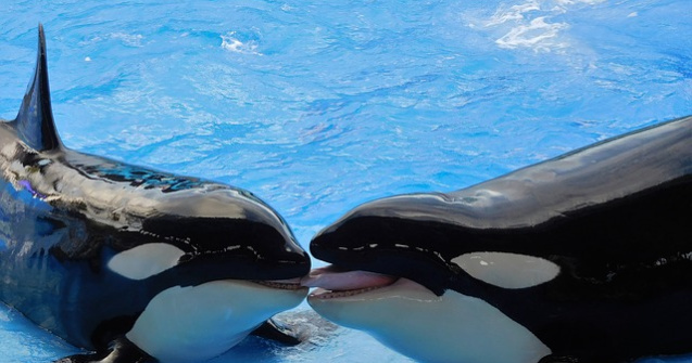 California renunta la programul de inmultire in captivitate a balenelor ucigase