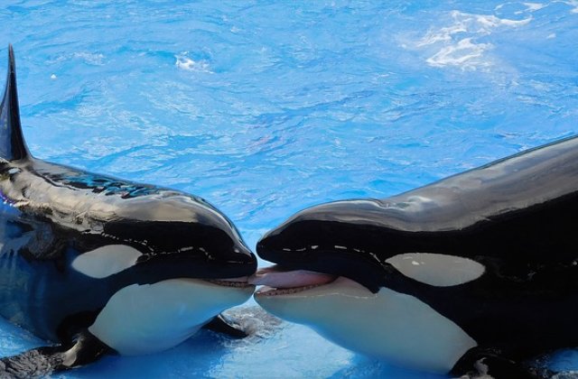 California renunta la programul de inmultire in captivitate a balenelor ucigase