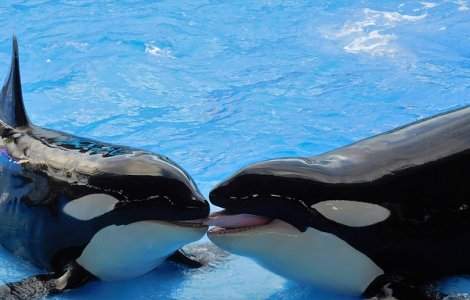 California renunta la programul de inmultire in captivitate a balenelor ucigase