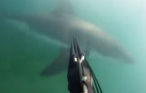 Momentul in care un scufundator a fost atacat de un rechin alb
