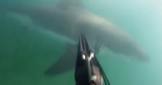 Momentul in care un scufundator a fost atacat de un rechin alb