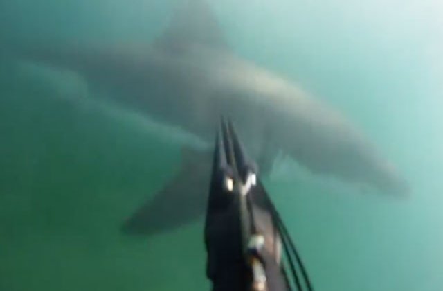 [VIDEO] Momentul terifiant in care un scufundator a fost atacat de un rechin alb urias