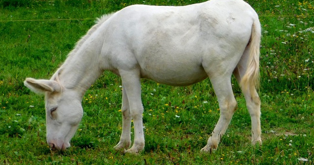  Video  Magar unic in Romania, vedeta Gradinii Zoologice din Resita