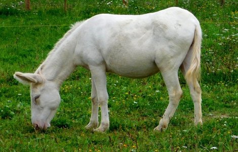  Video  Magar unic in Romania, vedeta Gradinii Zoologice din Resita