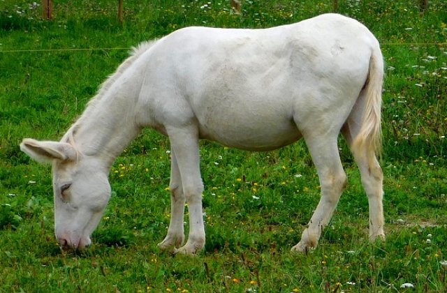 [VIDEO] Magar unic in Romania, vedeta Gradinii Zoologice din Resita