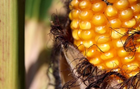 "Superporumbul" nord-coreean a fost inspectat de dictator