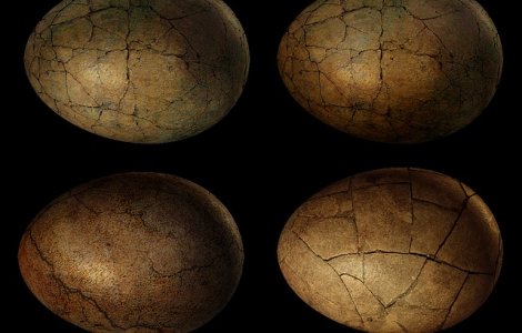 Oua de dinozaur, descoperite in Tara Hategului