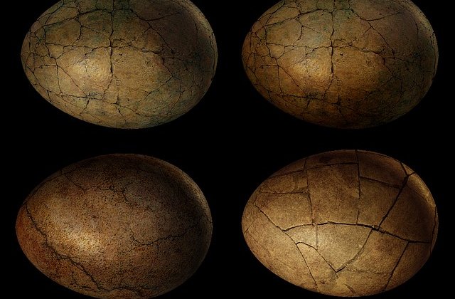 Oua de dinozaur, descoperite in Tara Hategului