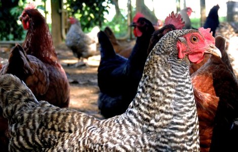 O ferma avicola de langa Penitenciarul Vaslui, amendata pentru disconfortul creat detinutilor