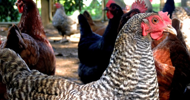 O ferma avicola de langa Penitenciarul Vaslui, amendata pentru disconfortul creat detinutilor