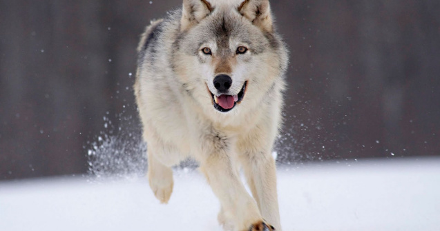 Norvegia vrea sa ucida 47 din cei 68 de lupi