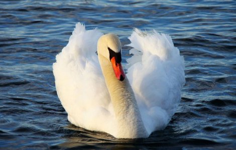 Un barbat complet dezbracat, prins in timp ce incerca sa prinda o lebada din Parcul Herastrau