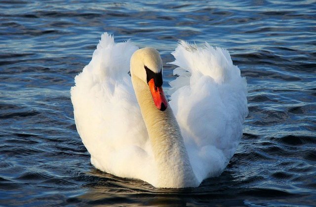 Un barbat complet dezbracat, prins in timp ce incerca sa prinda o lebada din Parcul Herastrau