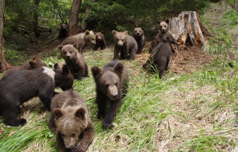 Salveaza ursii orfani!