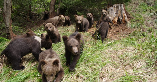 Salveaza ursii orfani!