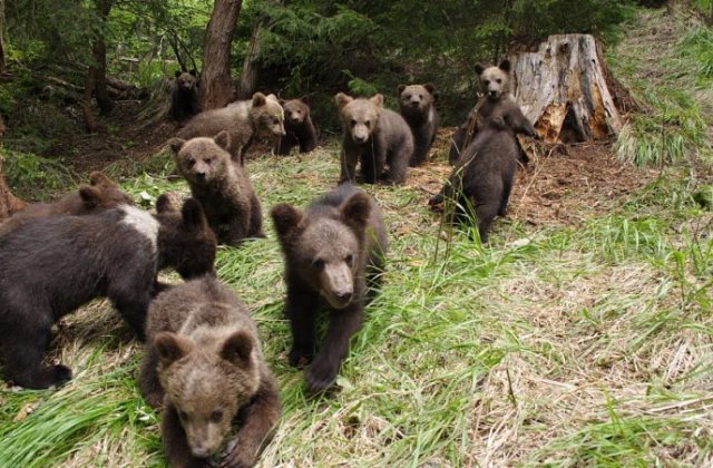 Salveaza ursii orfani!