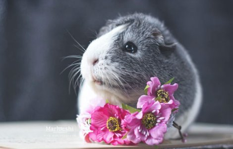  Foto  Faceti cunostinta cu Mieps, cel mai fotogenic porcusor de Guineea