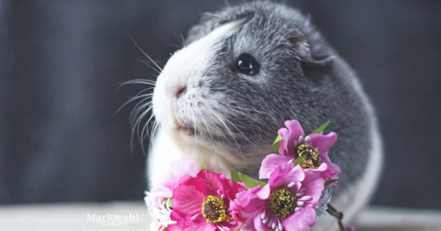 Faceti cunostinta cu Mieps, cel mai fotogenic porcusor de Guineea