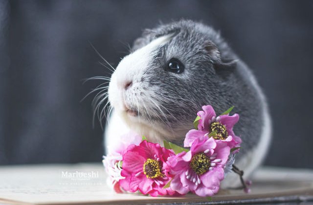 [FOTO] Faceti cunostinta cu Mieps, cel mai fotogenic porcusor de Guineea