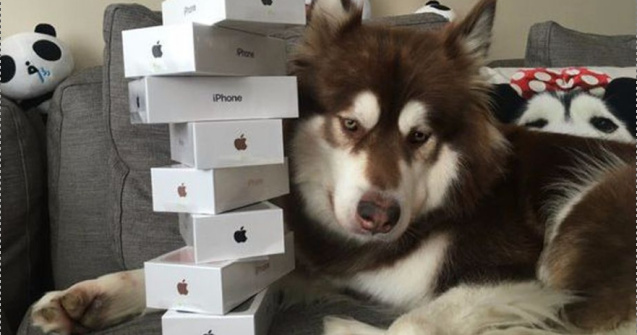 Fiul unui miliardar chinez i-a cumparat catelusei sale opt iPhone 7s