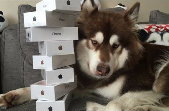 Fiul unui miliardar chinez i-a cumparat catelusei sale opt telefoane iPhone 7s