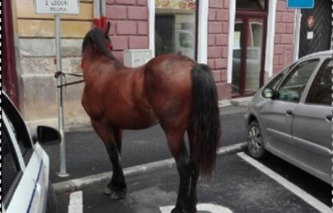 Cal retinut de Politie si "parcat" la Sibiu