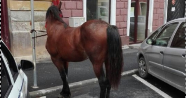 Cal retinut de Politie si "parcat" la Sibiu