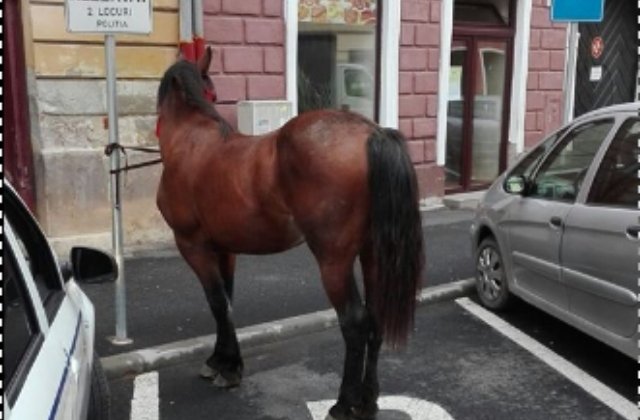 Cal retinut de Politie si "parcat" la Sibiu
