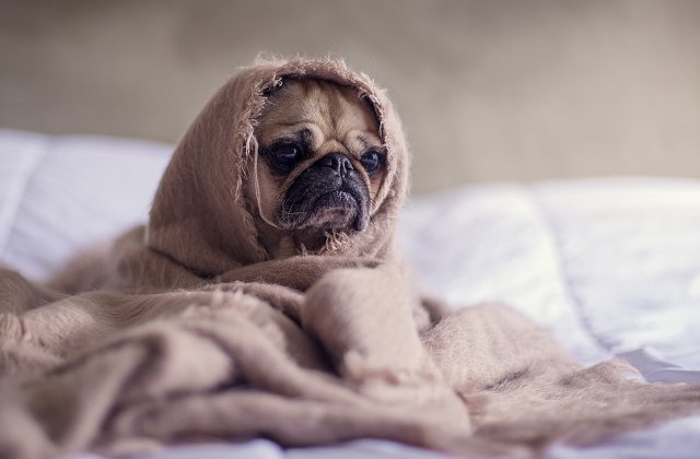 In cateva secunde acesti catelusi iti vor fura inima! O galerie foto care te va cuceri