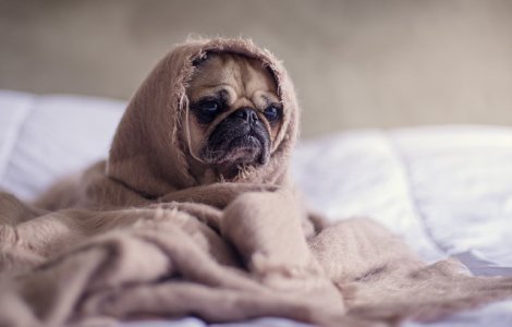  Top  In cateva secunde acesti catelusi iti vor fura inima!