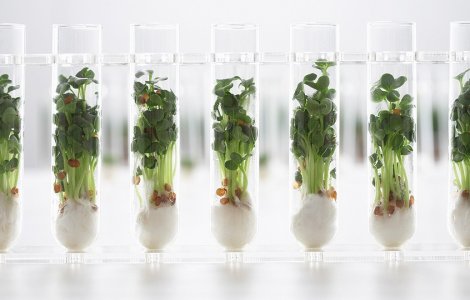  Top  Top 10 alimente ale viitorului