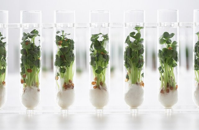 Top 10 alimente ale viitorului