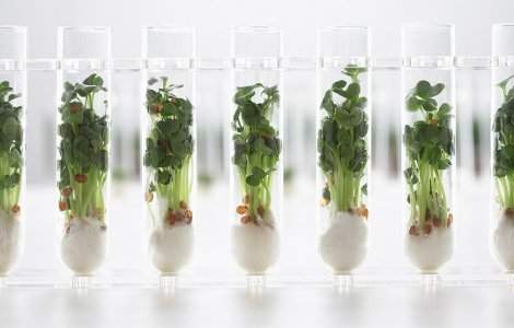  Top  Top 10 alimente ale viitorului