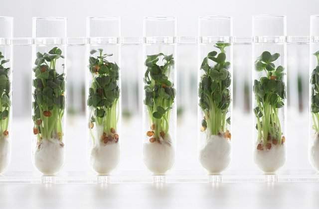 Top 10 alimente ale viitorului