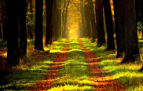  Video  Padure retrocedata dupa 26 de ani