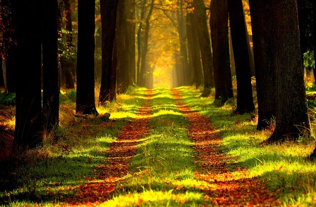 [VIDEO] Padure retrocedata dupa 26 de ani