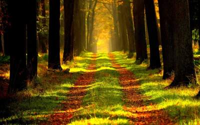 VIDEO  Padure retrocedata...