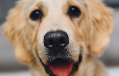  Top  De ce e bine sa ai un caine: 7 beneficii pentru sanatate