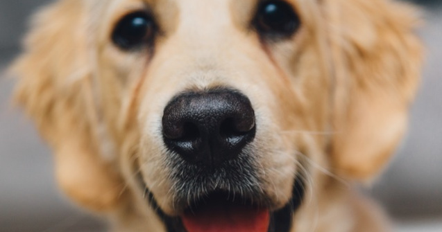  Top  De ce e bine sa ai un caine: 7 beneficii pentru sanatate