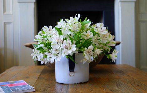 Plante de apartament care ajuta la purificarea aerului