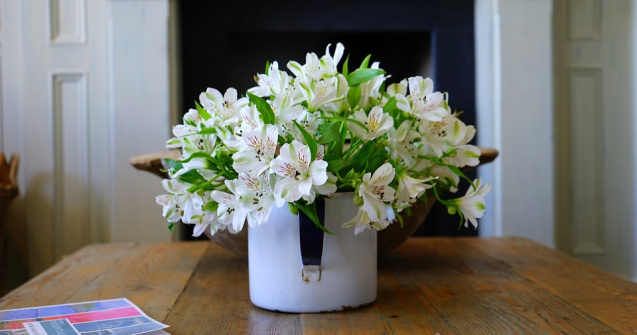 Plante de apartament care ajuta la purificarea aerului