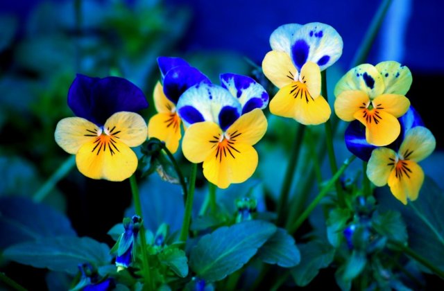 Cum au devenit panselutele simbolul jafului - Romania furata