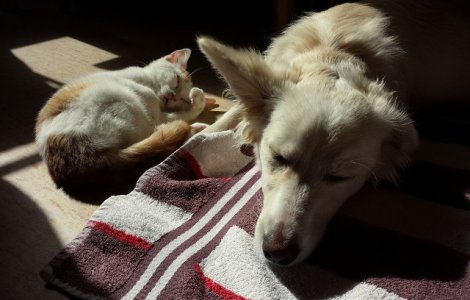 Viseaza cainii si pisicile ca si oamenii?