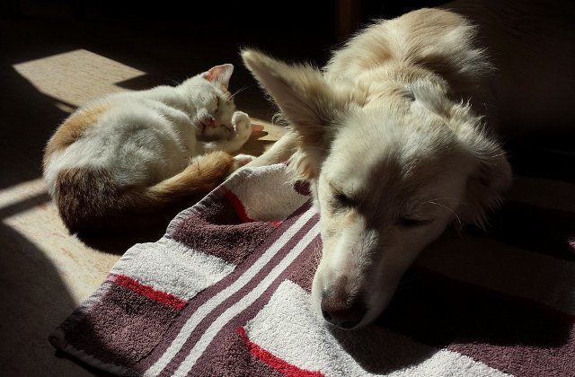 Viseaza cainii si pisicile ca si oamenii?