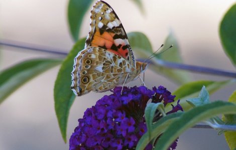  Top  Maestrii camuflarii! Top 10 curiozitati FASCINANTE despre fluturi